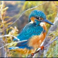 F de Graaf (@observa88587866) 's Twitter Profile