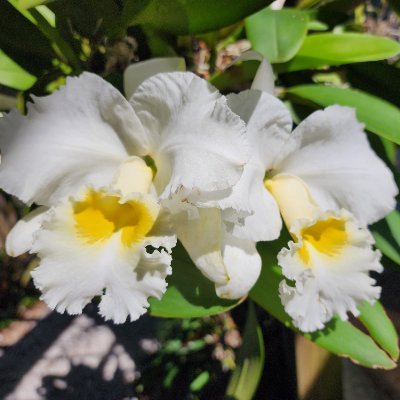 guagrich's profile picture. 