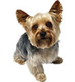 Tweeting about anything and everything Yorkie related. My blog is here http://t.co/Jy8A11y5bP