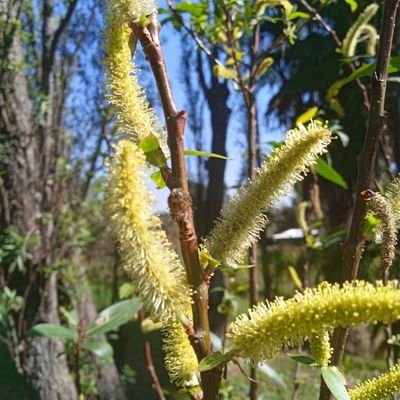 de la ecología política a la sociología ambiental, hoy en Redes Alimentarias Alternativas. Agroecologia, Agrobiodiversidad. Mezcales, mieles y maíces.