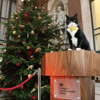 🇺🇦PalmerstonTheFCOcat(Retd) (@palmerstoncat) 's Twitter Profile
