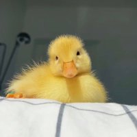 🐥☀️ (@sunkisseduck) 's Twitter Profile