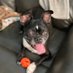 Jenelle Lauchman (@jlbostonterrier) Twitter profile photo Jenelle Lauchman (@jlbostonterrier) Twitter profile photo