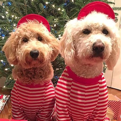 LinnaeaLita's profile picture. Attorney; companion of goldendoodles.