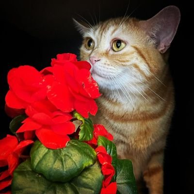 Sonia🐈
American Short Hair🐷
Atlanta Georgia 🇬🇪 🇺🇸
🐱🐷🎉17-08-2019🎂