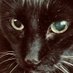 Grandmaster Cat of the Fight World (@anklemoons) Twitter profile photo Grandmaster Cat of the Fight World (@anklemoons) Twitter profile photo