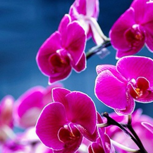 chellezzz1's profile picture. 