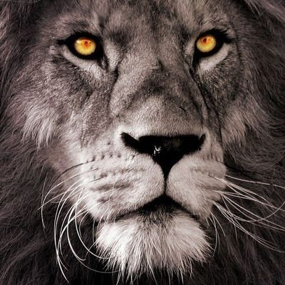 Sergej528620's profile picture. The strength of our pride is not only in our mighty fangs and powerful paws.  We are invincible only when we share care and respect each other.