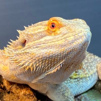 Alexさんのプロフィール画像