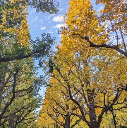 ryugujyo11m's profile picture. ０年０組から龍宮城にはまりました。Rayくん寄り城推しです。
🐙横浜、仙台、羽田🐙、FC参戦予定です🐉
無言フォロー失礼します！無言フォロー大歓迎です🙋🏻‍♀️