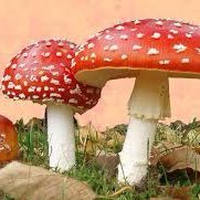 Our mission is to help you discover the incredible benefits of Amanita Muscaria and learn more about its remarkable properties. 🍄