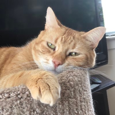 xMsPhoenixx's profile picture. 🇵🇭🇮🇪🇺🇸CS grad and cat mom, she/they