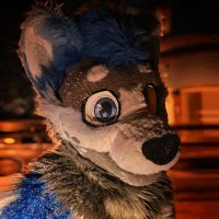❄️ Cornflakes 🐾 LVFC (@cornflakeswolf) 's Twitter Profile Photo