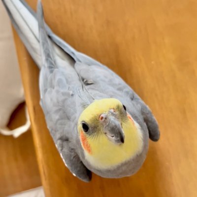 yutteeeeeeeee's profile picture. Software Engineer
興味関心：UIUX, アクセシビリティ