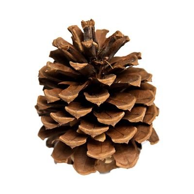 just a pinecone