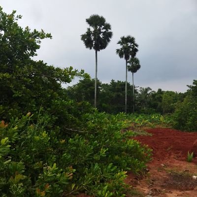 muchanthi's profile picture. Teacher, Banker, Trade Unionist, follow literature and  politics closely.