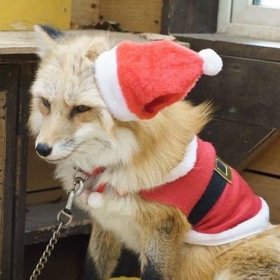 ak1roo's profile picture. 