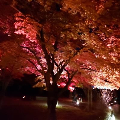 S_rap_1's profile picture. 20↑ 腐/夢 OP🌋🚬🐊中心　ブラスタ、アイナナ、カリスマ、金カム、吸死