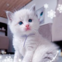 ゆき|ラグドール専門の猫ブリーダー(@yuki_snowdoll) 's Twitter Profile Photo
