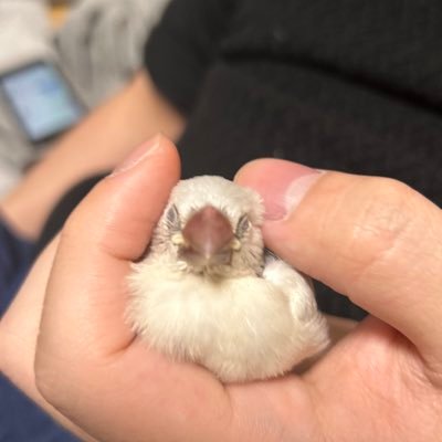 11月28日生まれのシルバー文鳥さんを飼い始めました。夫と私で育てていますが、初めてで分からないことだらけです。文鳥さん飼ってらっしゃる方にお話し聞きたいです。よろしくお願いします。3月にシルバー文鳥さんがもう1羽仲間入りしました😊