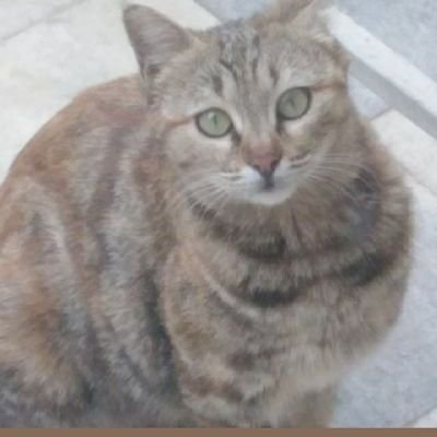 ForotanHo's profile picture. I help homeless animals and provide them with water and food as much as I can