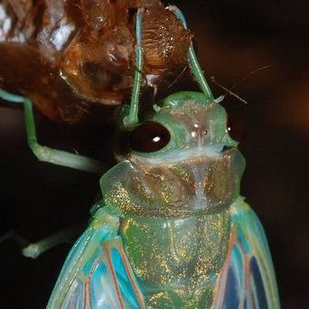 femmalderhyde's profile picture. she/they 🏳️‍⚧️🏳️‍🌈