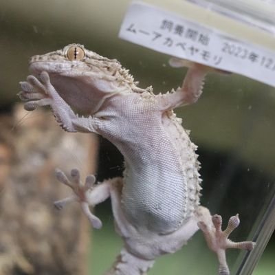 レオパのハナとレオパのまる、ムーアカベヤモリのぜろ
カナヘビのワニワニパニック
を飼っています。
ぜろまるさんの弟子になりたいです。ぜろまるさんの大大大大大大大大大ファンです！🦎