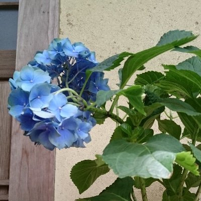 グローバリズムのおこぼれを頂戴する日本語教師😖
移民推進と「やさしい日本語」反対🤔
日本語があって、学びたい人がいてくれて初めて成立つ職業。
日本がなくなっては、元も子もない。
日本語学校(ベトナム人9割超)、中国人生徒のほうが多い私立中高、ベトナム人実習生(塗装・足場工)のいる企業、小学校などを掛持ち