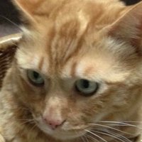 猫好きの蒼 (@aohanekosui) 's Twitter Profile