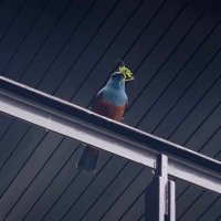 まひろ (@mahirooop) 's Twitter Profile