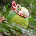 かかぽ亭 (@Kakapo4482) Twitter profile photo