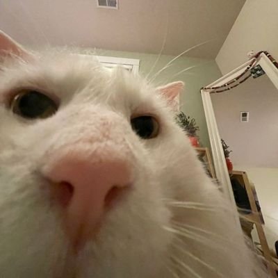meow_mongg Profile Picture