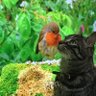 m36898749's profile picture. 定年まじかのおじさんで普通に会社員です
猫や犬が大好きでいつも癒されています
気持ちは20代！だけど最近よく転んだり落ちたりします( ;∀;)
そんな私ですが皆さん、よろしくお願いします('◇')ゞ