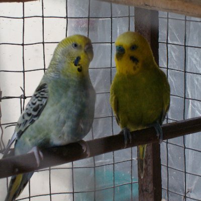 rendbill1993's profile picture. boomer aprendiendo a usar el X