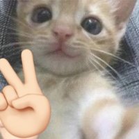 나미 (@dognamii) 's Twitter Profile