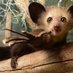Animales, animales, animales (@animaritos) Twitter profile photo Animales, animales, animales (@animaritos) Twitter profile photo
