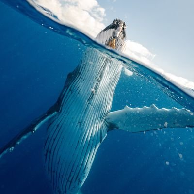 Mongol Blue Whale