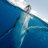 MongolBlueWhale's profile image