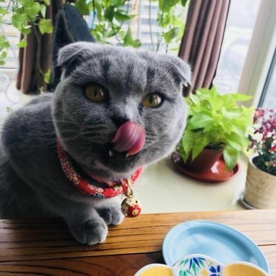 名前はねりべい。
猫を愛し、猫と生きる。
私のリツイートは必ずしも賛同ではありません。ねこ宗会員番号000000
緊急避難用@NeribeiPt2