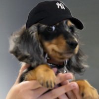 Vic Fluffy 🐰🦦🐶🐶(@withfreenbecky_) 's Twitter Profile Photo