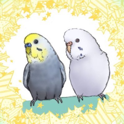 セキセイインコを２羽飼っています★２羽とも2019年10月生まれ☆★☆鳥紹介🐤白茶【ゆめ】♂ ファロー★🐦グレー【ぽぽ】♂ ホワイトウイング·モーブ ★ ヘッダーは テロリスさん・アイコンはコズモッフルさんの作品です★☆鳥飼いさん無言フォロー大歓迎💐下記URLはゆめぽぽのLINEスタンプです