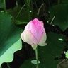 kadukijob's profile picture. Excel関数の人。心身共に不健康_(┐「ε:)_ (※Xはちょっとお休み…してたけど復活？)