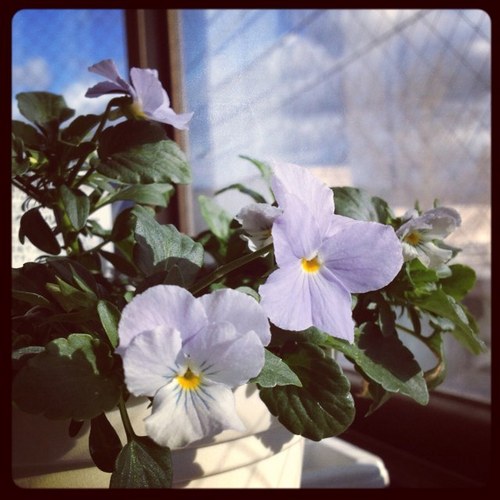 az_cm's profile picture. 