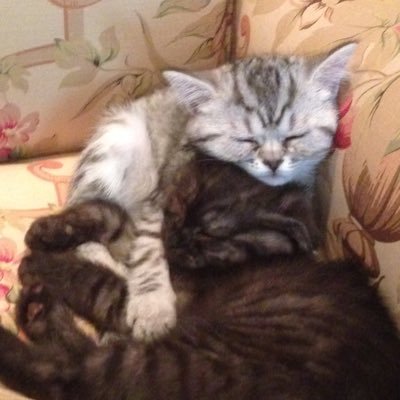 imraanooo's profile picture. 