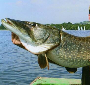 llangorselake's profile picture. 