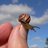 Sibilla_Vane's profile image