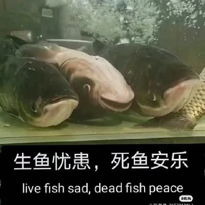 生鱼忧患死鱼安乐
chung chieh