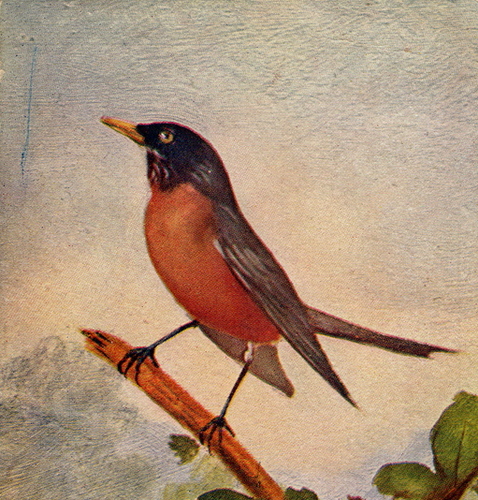 Robeie's profile picture. 