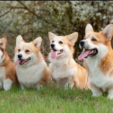 🐶 Welcome to #corgiloverz
❤️ We share daily #corgi contents
🐾 Follow us if you really love #corgi