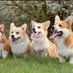 Corgi Lovers (@CorgiLoverz) Twitter profile photo